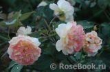 Rose de Gerberoy ®