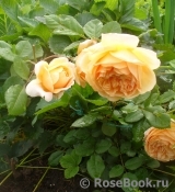 Crown Princess Margareta®