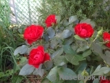 Black Forest Rose ®