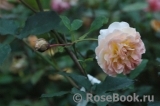 Rose de Gerberoy ®