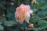 Rose de Gerberoy ®