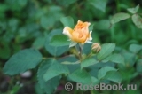 Rose de Gerberoy ®