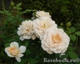 Crocus Rose® 