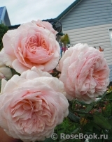 A Shropshire Lad