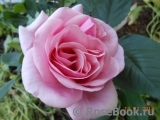 Stefanie´s Rose 