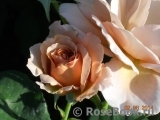 Julia's Rose