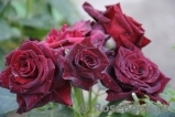 Black Baccara