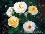 Rose de Gerberoy ®