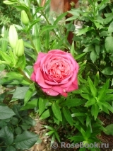 Johann Wolfgang von Goethe Rose®