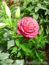 Johann Wolfgang von Goethe Rose®