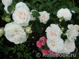 Great North Eastern Rose 