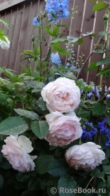 The Wedgwood Rose