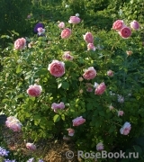 Abraham Darby