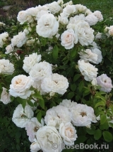 Lions Rose