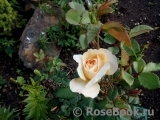 Crocus Rose® 