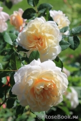 Crocus Rose® 