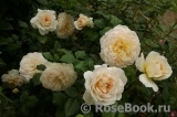 Crocus Rose® 