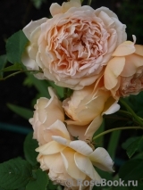 Crown Princess Margareta®