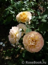 Rose de Gerberoy ®