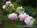 The Wedgwood Rose