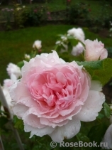 The Wedgwood Rose