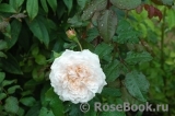 Rose de Tolbiac ®