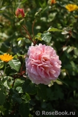 Abraham Darby