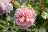 Abraham Darby