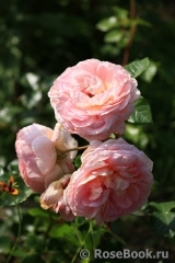 Abraham Darby