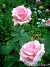 Jardins de Villandry