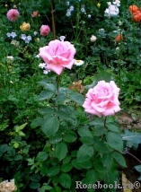 Jardins de Villandry