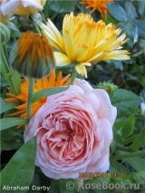 Abraham Darby