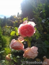 Abraham Darby