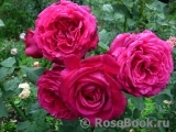 Johann Wolfgang von Goethe Rose®