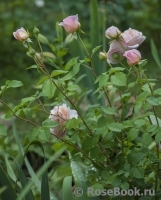 Abraham Darby