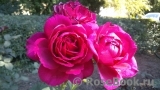 Johann Wolfgang von Goethe Rose®