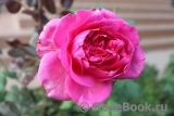 Johann Wolfgang von Goethe Rose®