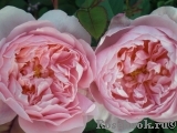 The Alnwick Rose