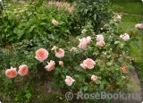 Abraham Darby