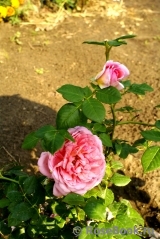 Abraham Darby