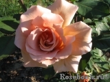 Julia's Rose