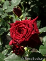 Black Baccara