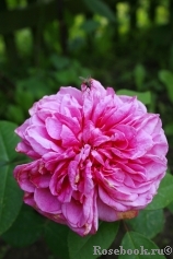 Gertrude Jekyll