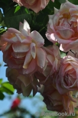 Rose des Cisterciens 