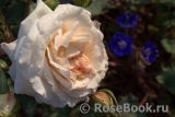 Aspirin Rose