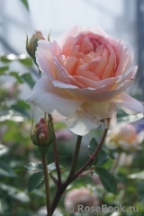 Abraham Darby