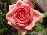 Stefanie´s Rose 