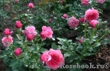 Rose de Bayonne