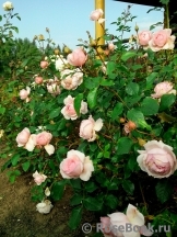 The Wedgwood Rose