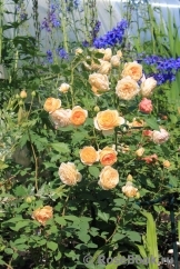 Crown Princess Margareta®